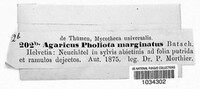 Galerina marginata image